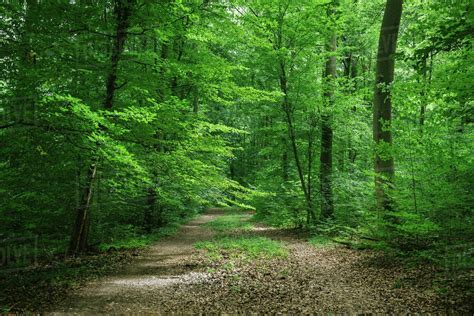 Path Between Trees In Green Beautiful Forest In Wurzburg Germany