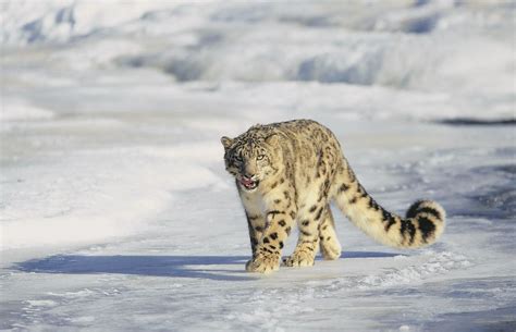 Hemis National Park, Jammu and Kashmir | Snow leopard, Wildlife park