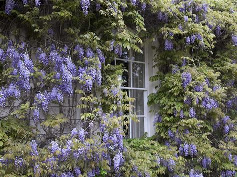 Wisteria has been growing in the eastern us and asia for centuries now, so it has accumulated plenty of contrasting and complementing. How to grow and prune wisteria - Saga