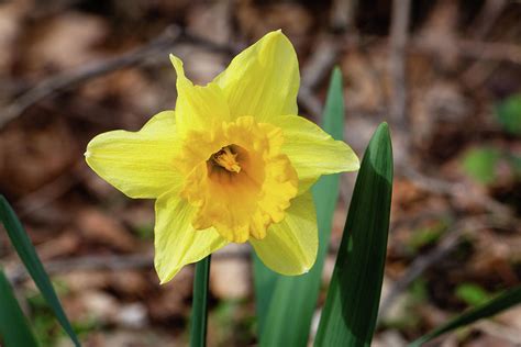 Wild Daffodil Photograph By Jeff Severson Fine Art America