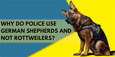 Why Do Cops Use German Shepherds