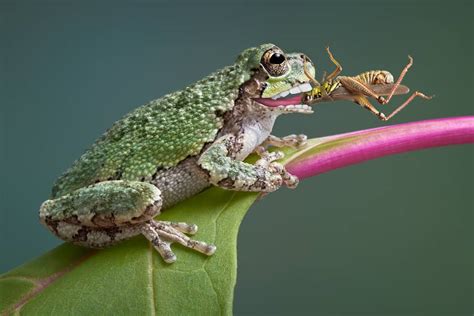 15 Things Frogs Like To Eat Most Diet Care And Feeding Tips