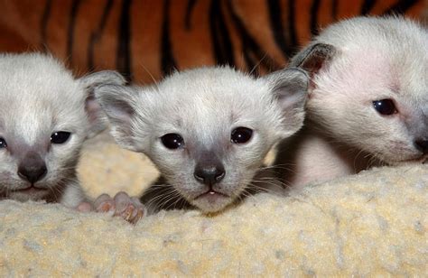 Adorable Newborn Siamese Kittens Stock Photo Download Image Now Istock