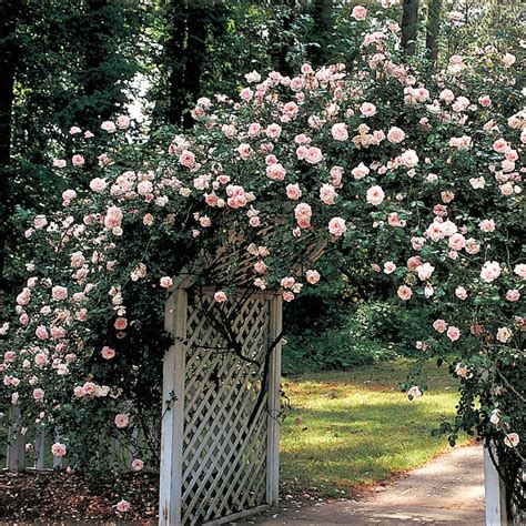 The 8 Best Climbing Roses For Your Garden Trellis Arbor Or Pergola