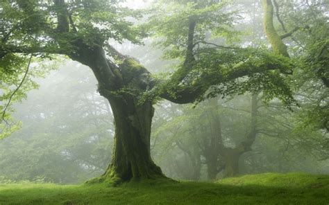 Scenery Enchanted Tree Nature Hd Desktop Wallpapers 4k Hd