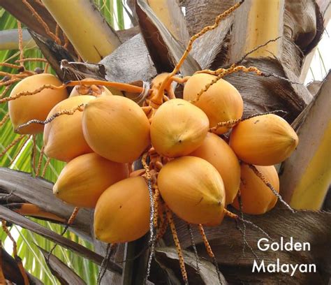 Polynesian Produce Stand Live Plant Malayan Dwarf Golden Rare Coconut