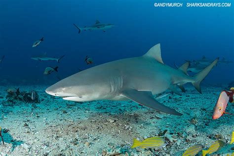 Sicklefin Lemon Shark Sharks And Rays
