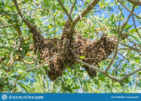 Beekeeping Escaped Bees Swarm Nesting On A Tree Apiary Background A
