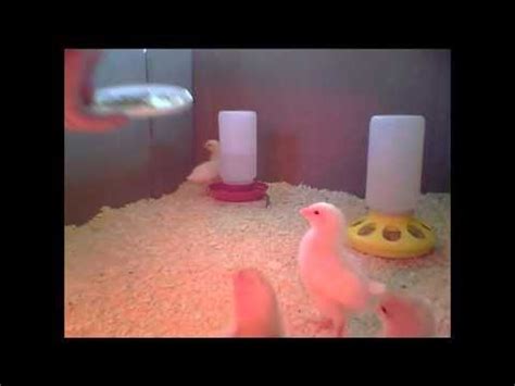Baby Chicks Going Crazy For Mealworms Youtube