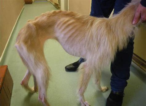 Tragic Dog Found Days Away From Death Which Was Emaciated And Had