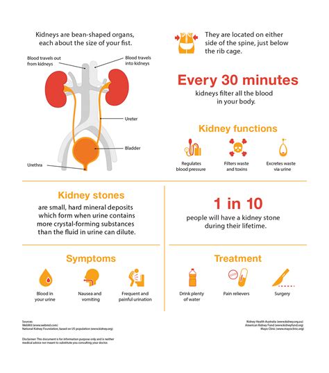 Livfit Kidney Fact Sheet
