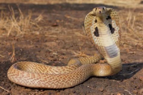 Cómo Es La Serpiente Características De La Serpiente