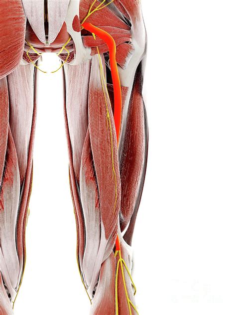 Sciatic Nerve Photograph By Sebastian Kaulitzki Science Photo Library