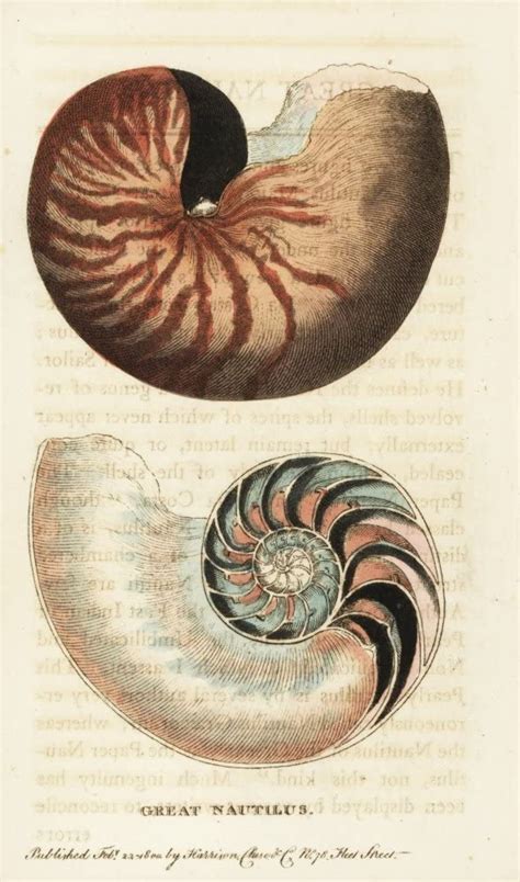Amazon Chambered Nautilus Nautilus Pompilius Poster Print By