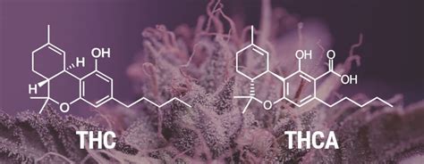 Thca And Thc Whats The Difference Rqs Blog