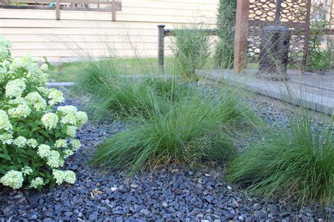 Ornamental Grasses 101