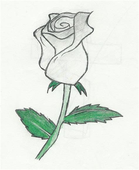 Rose Cartoon Drawing