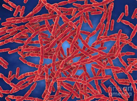 Anthrax Bacteria Photograph By Roger Harrisscience Photo Library