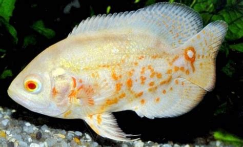 Ikan ini bernama latin astronotus ocellatus dan masih termasuk keluarga cichlid. Harga Ikan Oskar / Ikan oscar ini juga masuk dalam ...