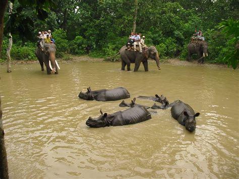 Chitwan Jungle Safari Elephant Back Safari In Chitwan National Park