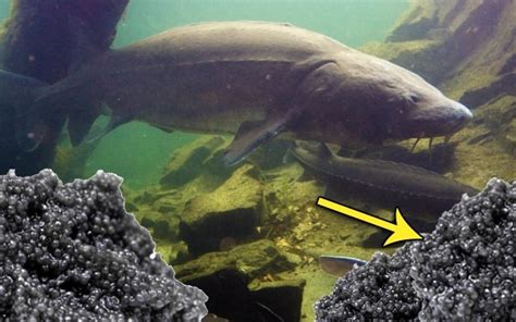 Ikan termahal di dunia berikut ini adalah ikan yang sangat jarang ditemukan bahkan susah ditangkap, dan dapat dibilang hanya para sultan/orang kaya saja yang dapat membeli ikan ini. Kaviar : Telur Ikan Paling Mahal Di Dunia | Iluminasi