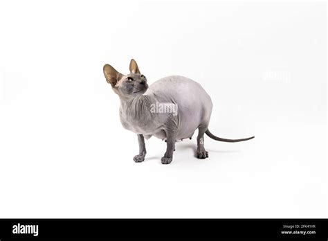 Sphynx Pregnant Cat Beautiful Gray Hairless Sphynx Cat Sit Stock Photo