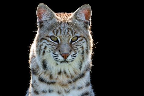 29 Interesting Facts About Bobcats Most People Don T Know I Interesting