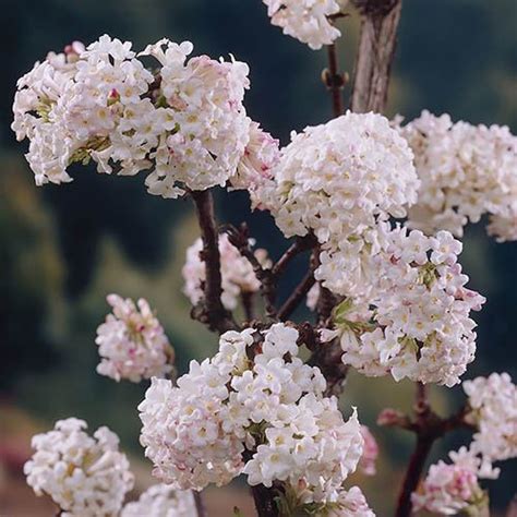 Winter Flowering Fragrant Shrub Collection Yougarden