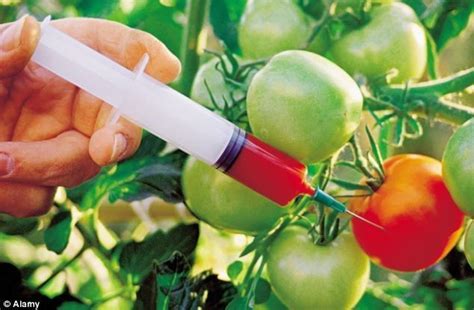 Genetically Modified Foods Affect Your Health And Body