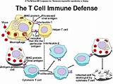 Modified T Cells Cancer Treatment