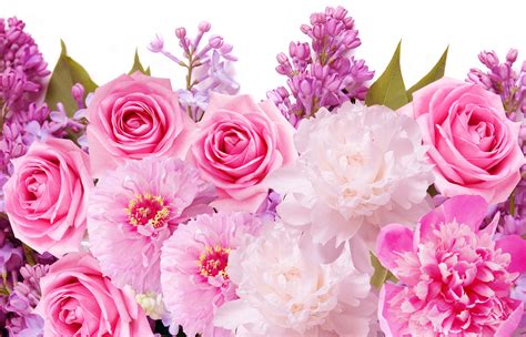 Pink Rose Flower Wallpaper Hd Free Download Download Wallpaper