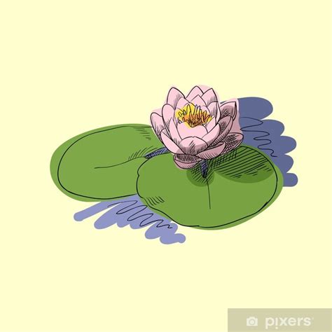 Kökleri ise kabız yapıcı etkisi nedeniyle amel (ishale) karşı faydalıdır. Pembe nilüfer çiçeği vektör çizim Poster • Pixers® - Haydi ...