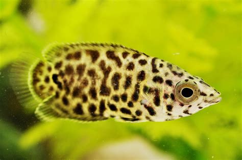 African Leopard Leaf Fish Ctenopoma Acutirostre Predatory Fins