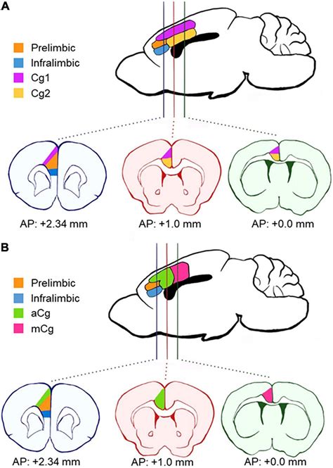 Frontiers Are The Anterior And Mid Cingulate Cortices Distinct In