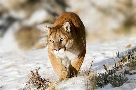 Prowling Mountain Lion Photograph By Scott Read Fine Art America