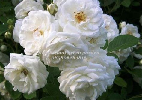 Jual Bibit Tanaman Bunga Mawar Putih Rambat Di Lapak Plaza Queen Garden