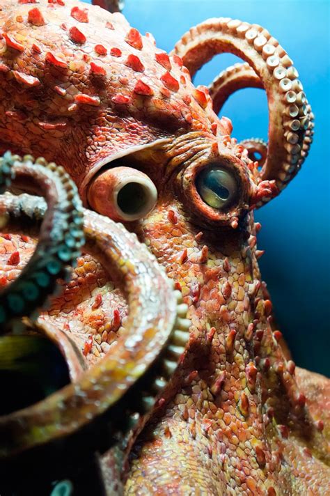 A sudden wish or idea, especially one that cannot be reasonably explained: Octopus Animal Symbolism: Octopus Meaning on Whats-Your-Sign