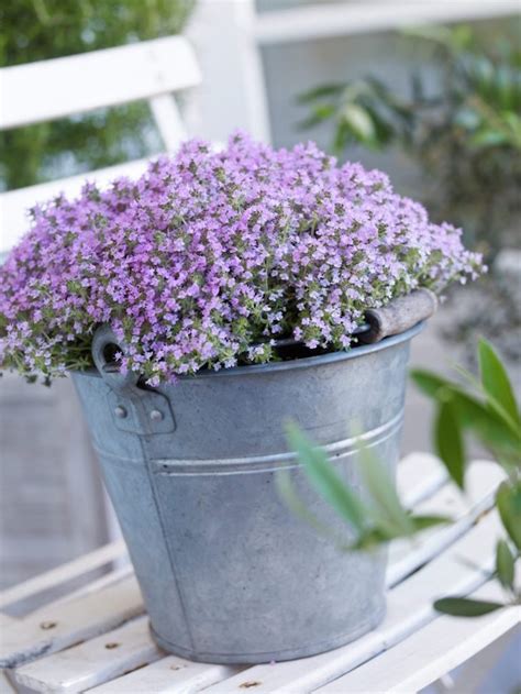 Top 10 Winter Plants To Brighten Up Your Balcony Top