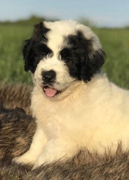 Genetic health tested through embark. Available Puppies for Sale | Crockett Doodles | Puppies ...