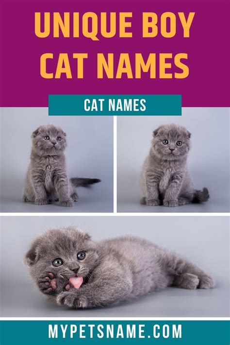 Unique Boy Cat Names Name Meaning Latin