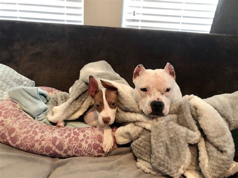 Rescued Pit Bull Is Addicted To Cuddling Agoldphoto Pet Photography