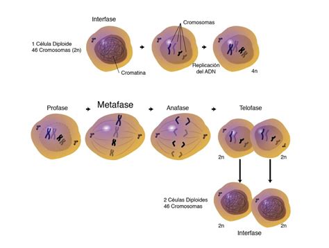 Fases De La Mitosis Ciclo Celular Las Images