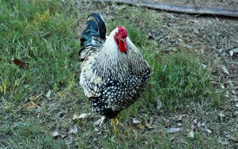 Wyandotte Chicken Breed Profile And Facts Learnpoultry