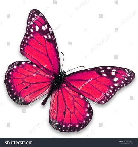 Beautiful Pink Butterfly Isolated On White Stock Photo