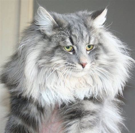 Grey Tabby Norwegian Forest Cat