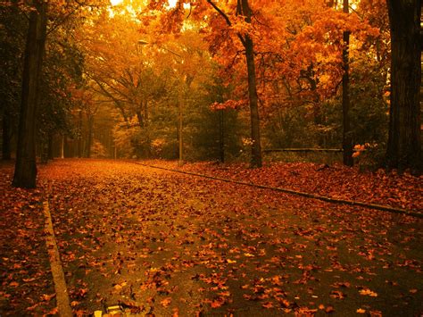 Maple Forest Is Full Of Romantic Autumn Landscape Wallpaper 1600x1200