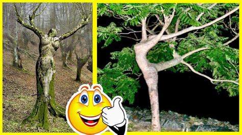 Trees That Look Like Something Else And Will Make You Look Twice