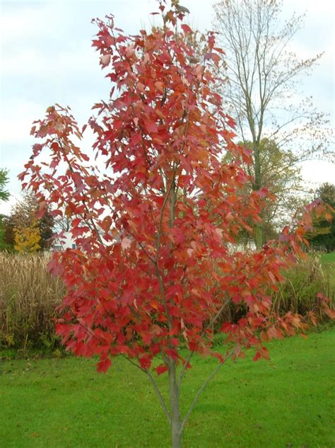 Red Maple Tree Gardenland Usa Improve Your Environment