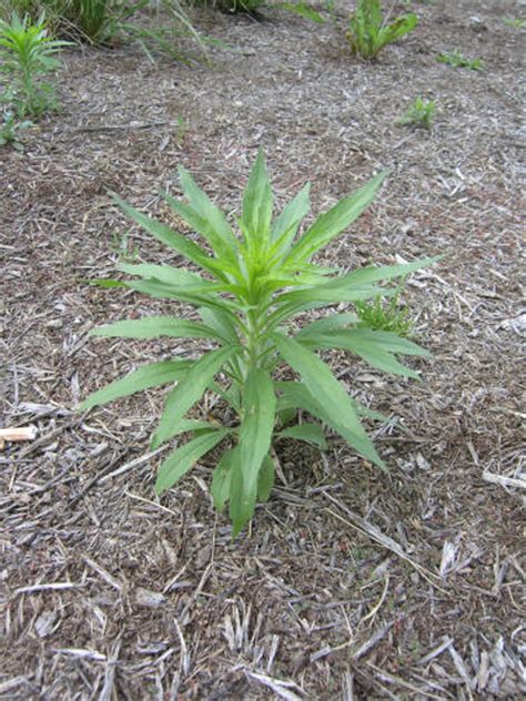 Horseweed Conyza Canadensis Survival Before Its News