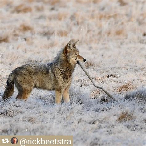 Coyote Watch Canada On Instagram Handsome Playful Coyote